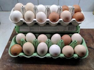 Ägg 12-pack