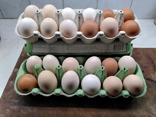 Ägg 12-pack